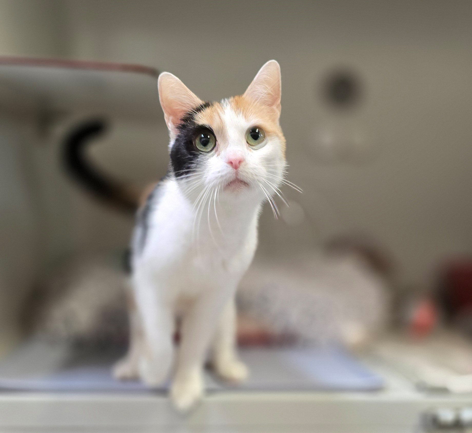 Shakira blickt nach oben Die dreifarbige Katze Shakira steht mit erhobenem Schwanz und blickt leicht nach oben.