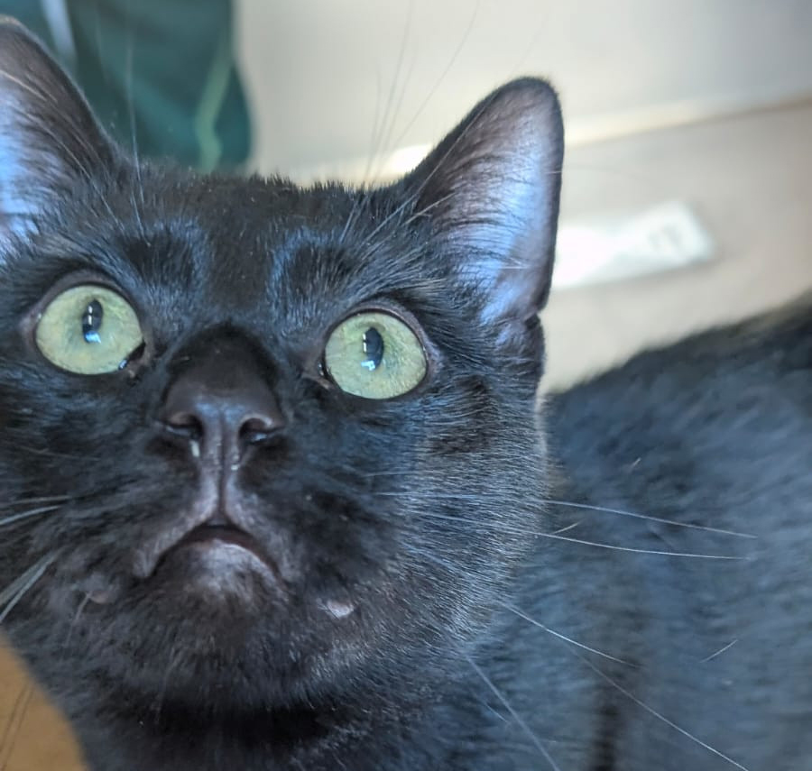 Nahaufnahme des schwarzen Katers Siah mit grünen Augen.