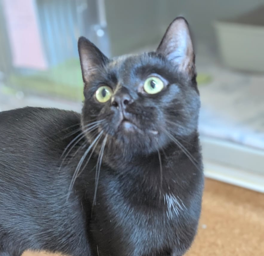 Schwarzer Kater Siah mit grünen Augen blickt zur Seite.