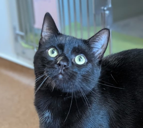 Schwarzer Kater Siah steht vor einem Fenster und schaut in die Kamera.