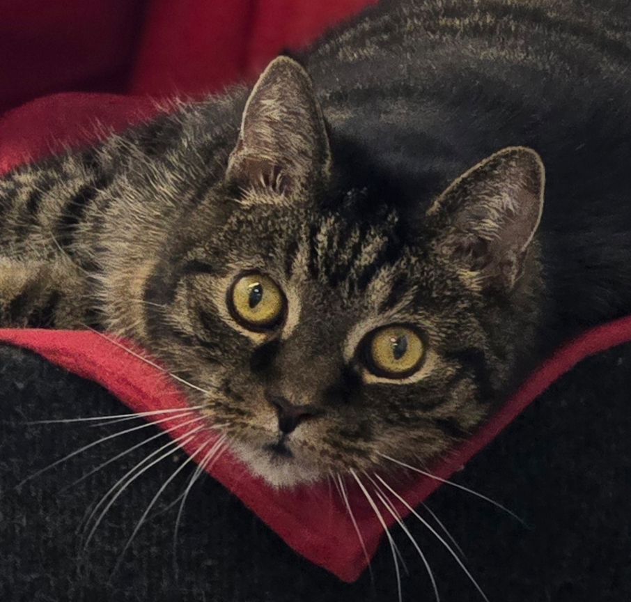 tiger-titelbild-20260903