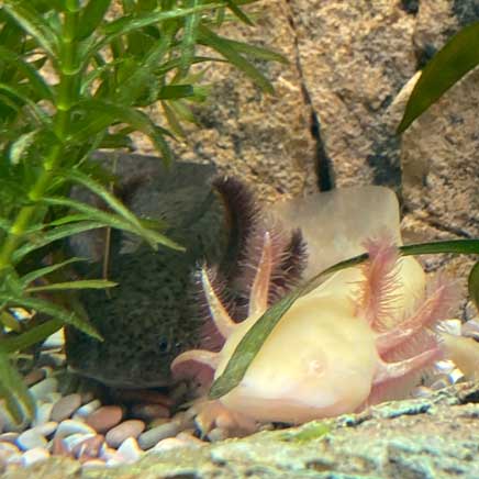 Axolotl