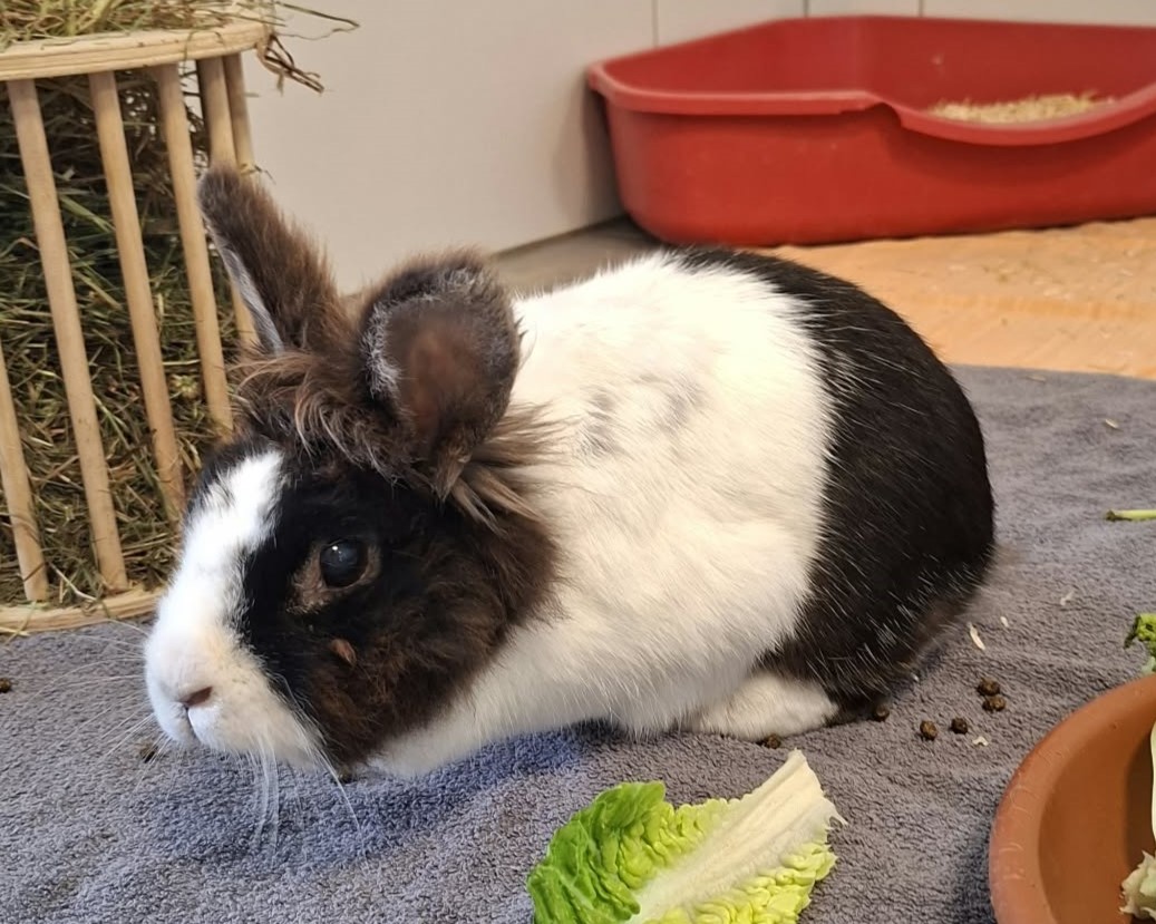 Bella