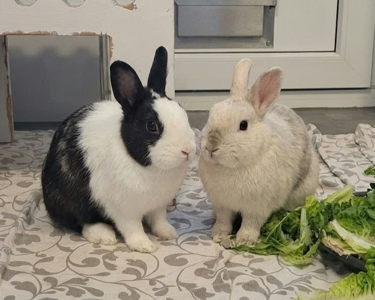 Fridolin + Zilli