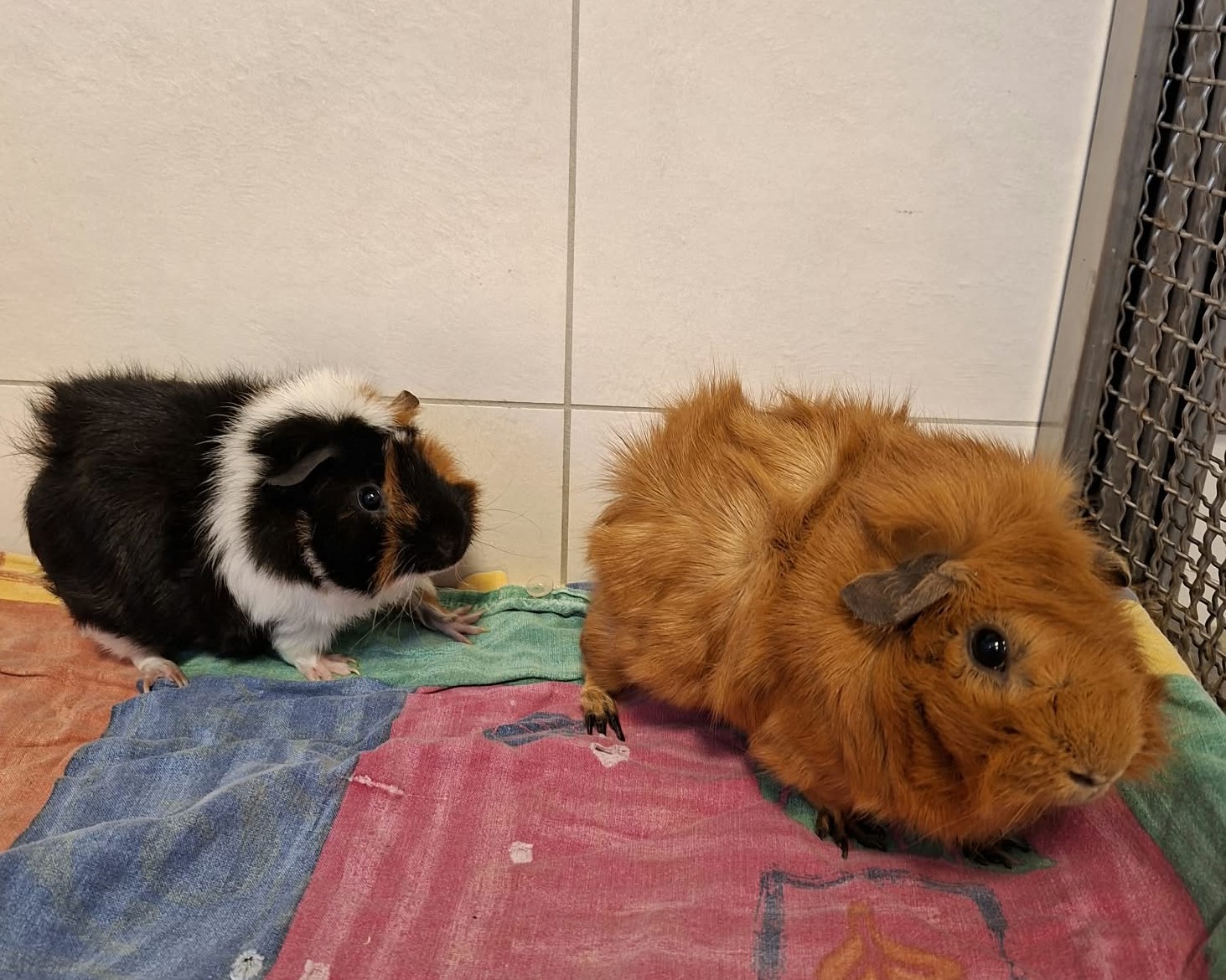 Milo + Yuna (3)