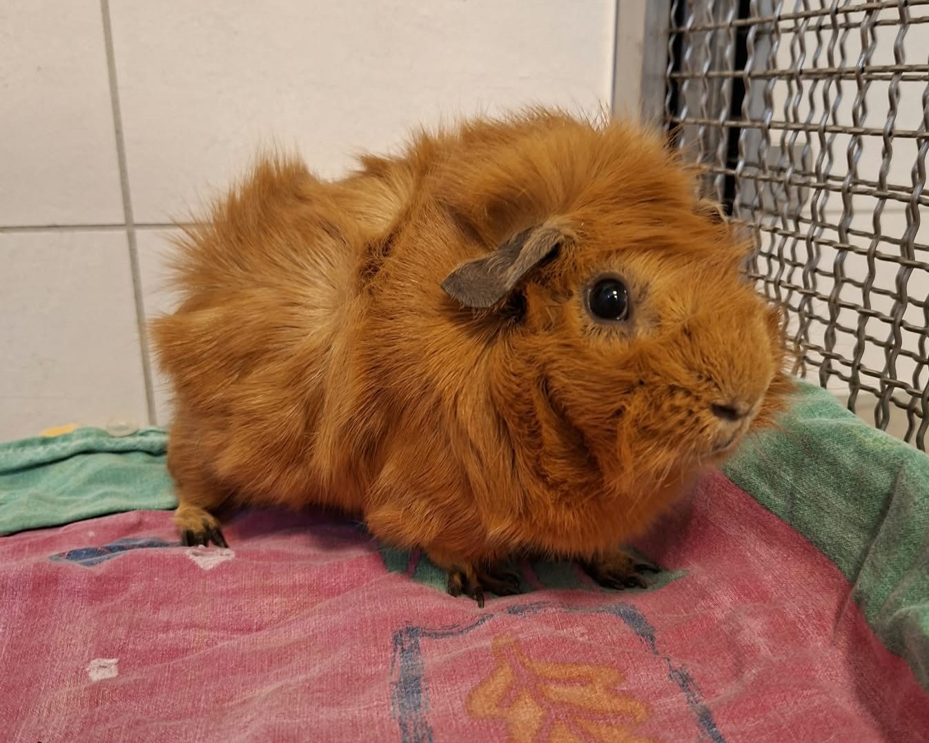 Milo + Yuna (4)