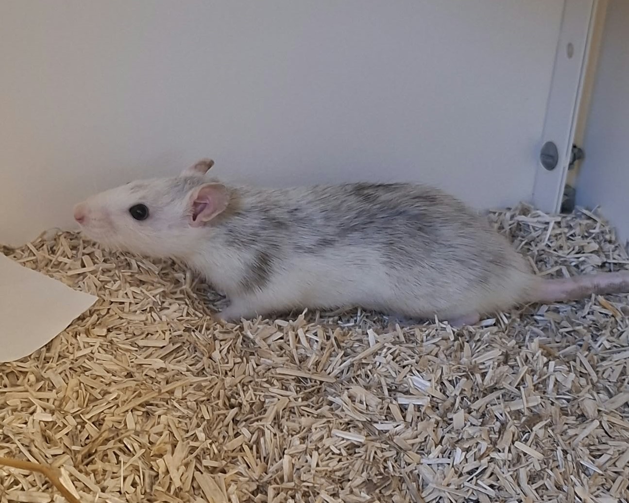 Ratten (2)