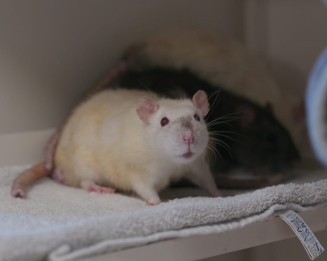Ratten (4)