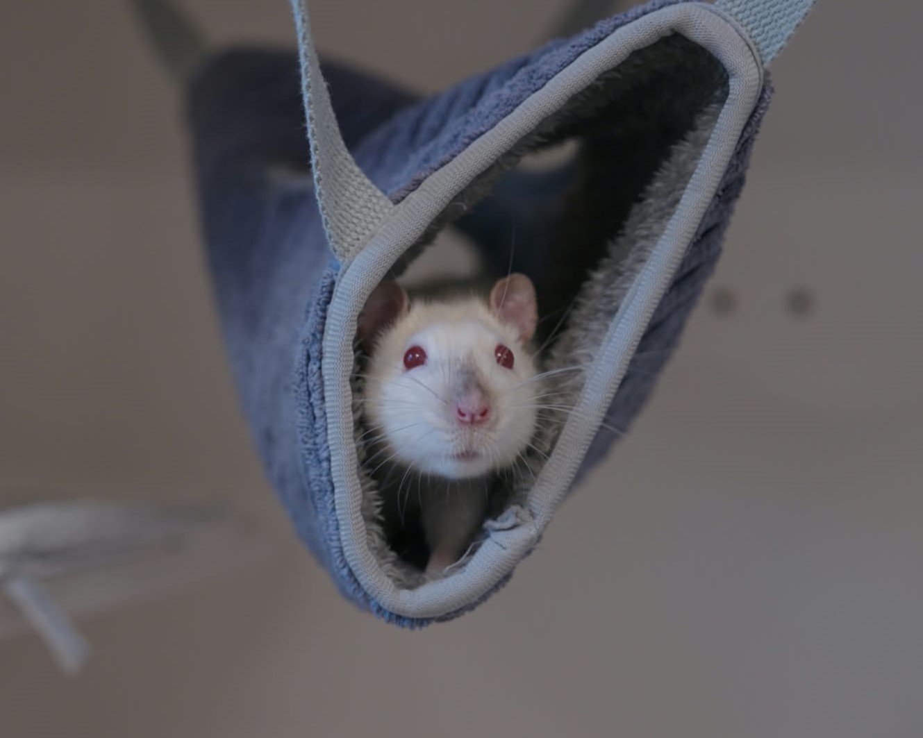 Ratten (5)