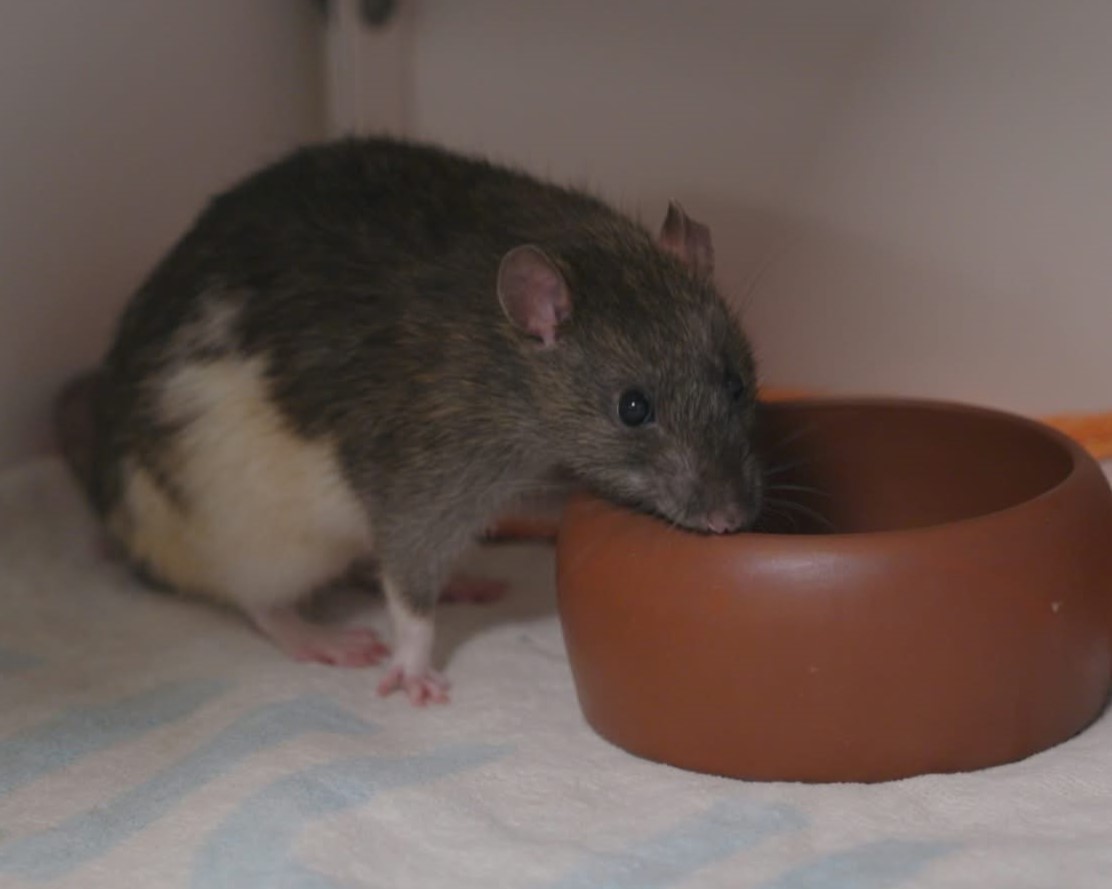 Ratten (6)