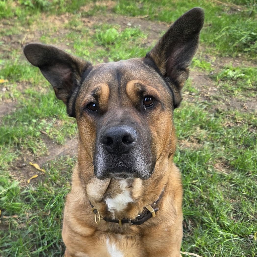 Simba (2)