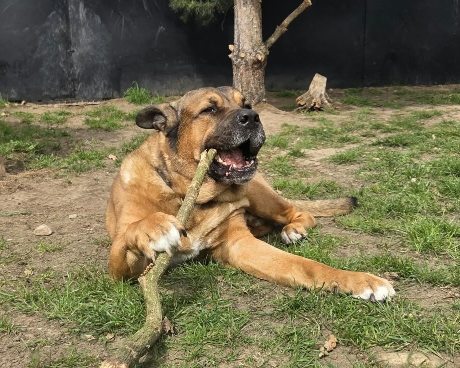 Simba (3)