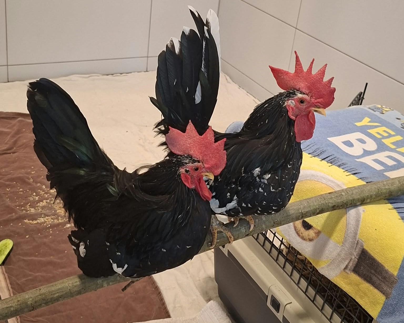 Zwei Hähne (1) Zwei Hähne