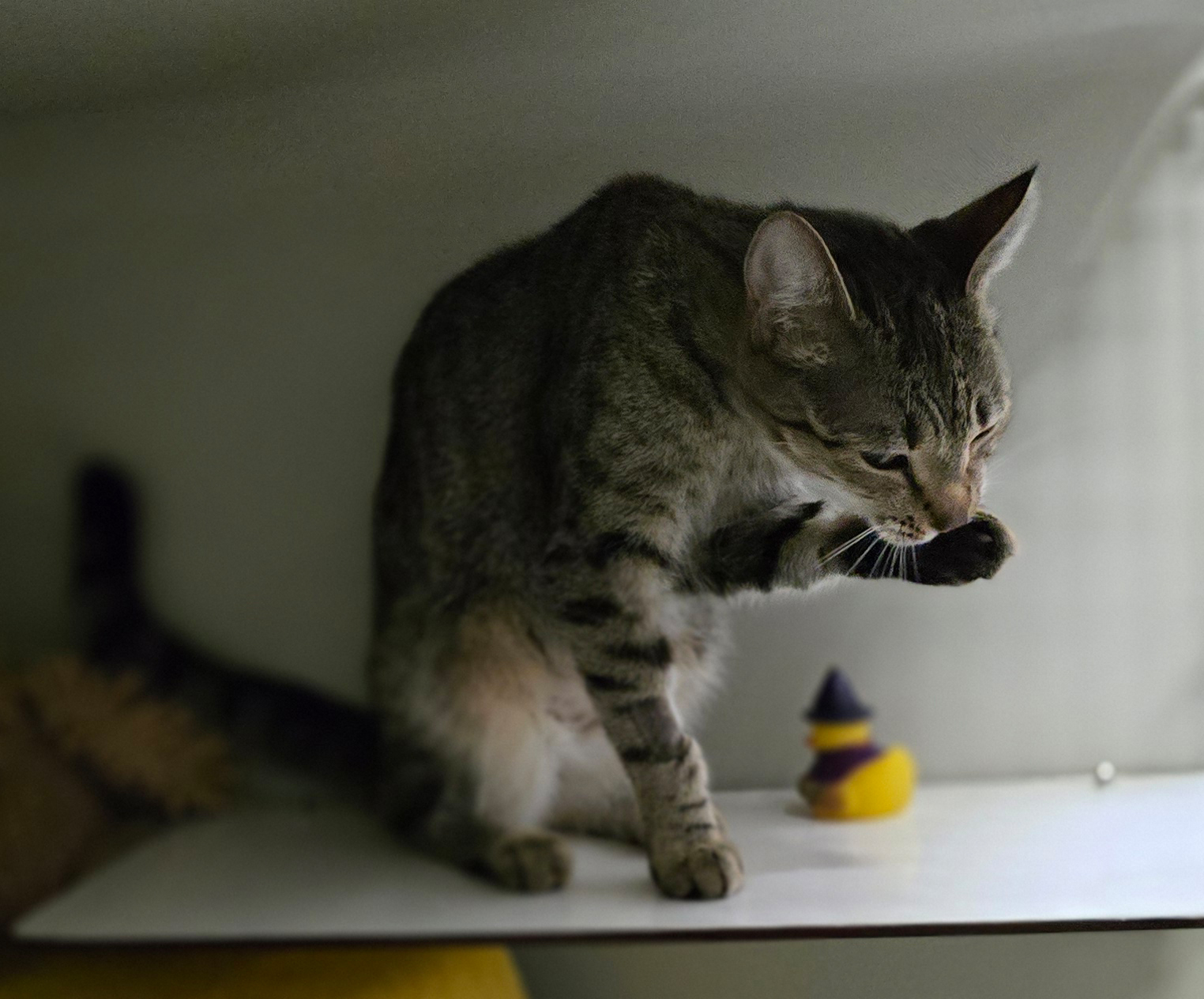 kitty1-profilbild-20260921