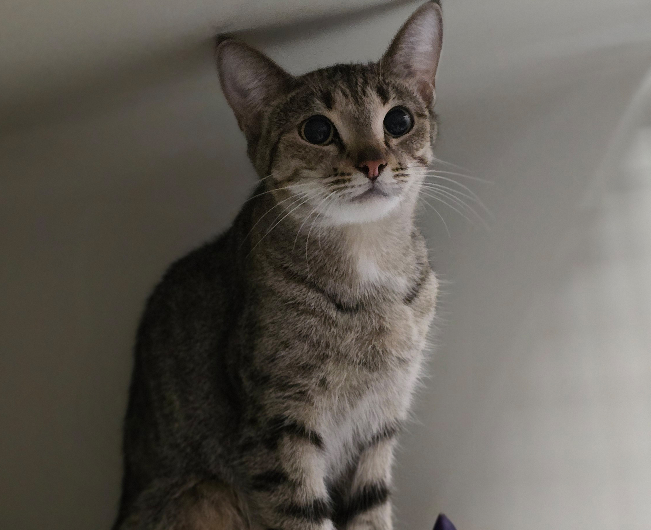 kitty2-profilbild-20260921