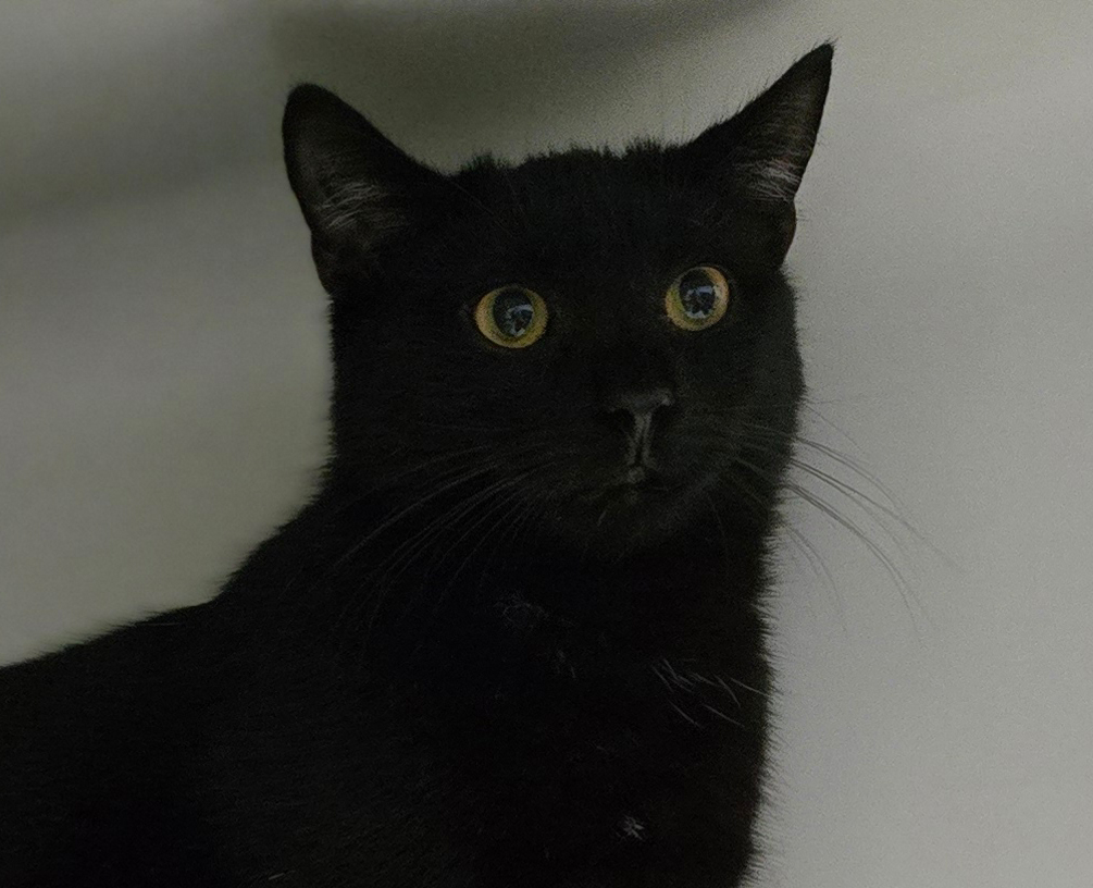 Malte Schwarzer Kater Malte blickt in die Kamera.