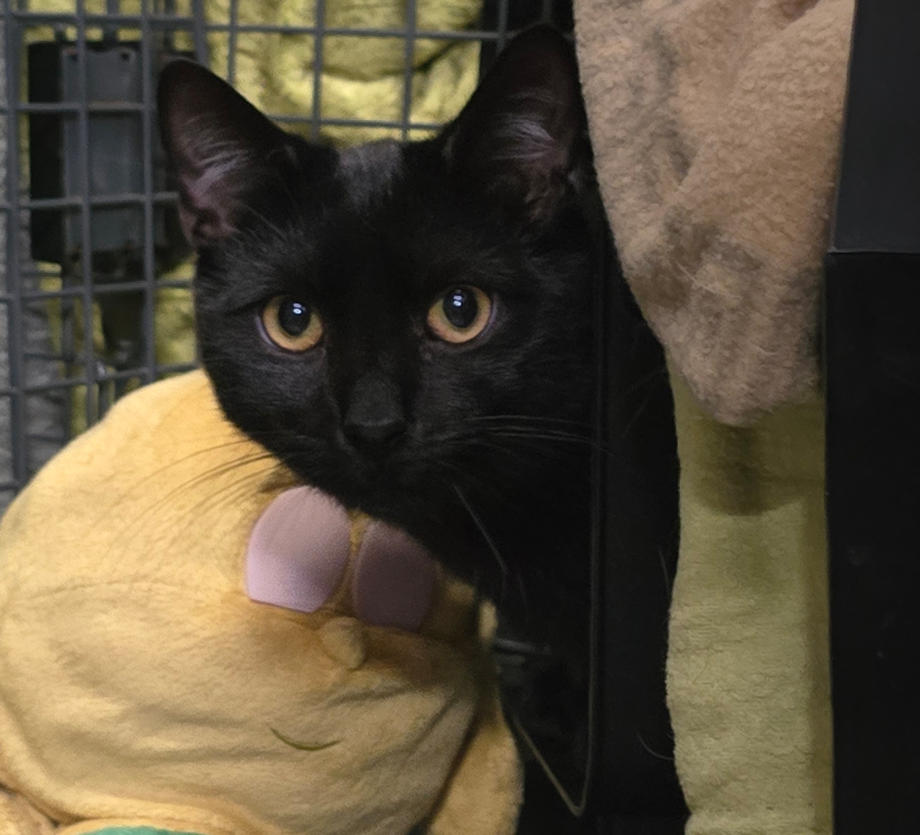 Malte neben Kuscheltier Schwarzer Kater Malte sitzt neben einem Kuscheltier.