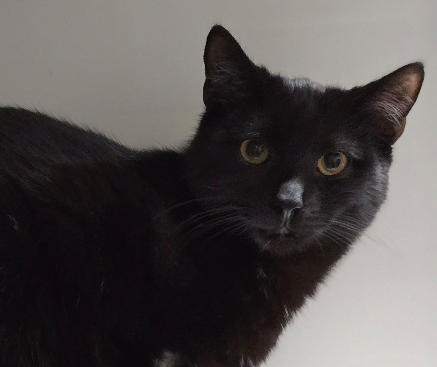 Malte Schwarzer Kater Malte liegt auf einem hellen Untergrund.