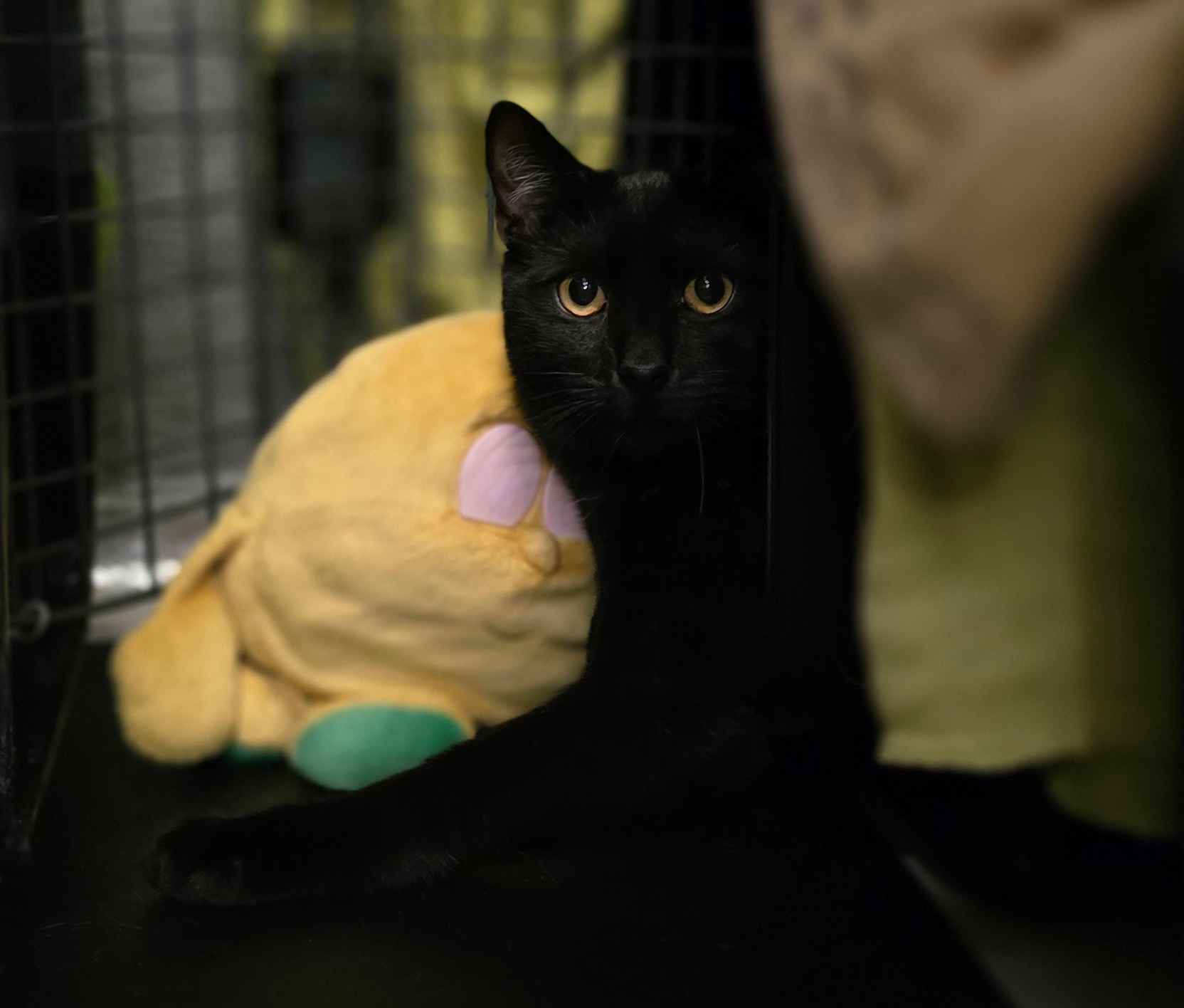 Malte mit Kuscheltier Schwarzer Kater Malte sitzt neben einem Kuscheltier.