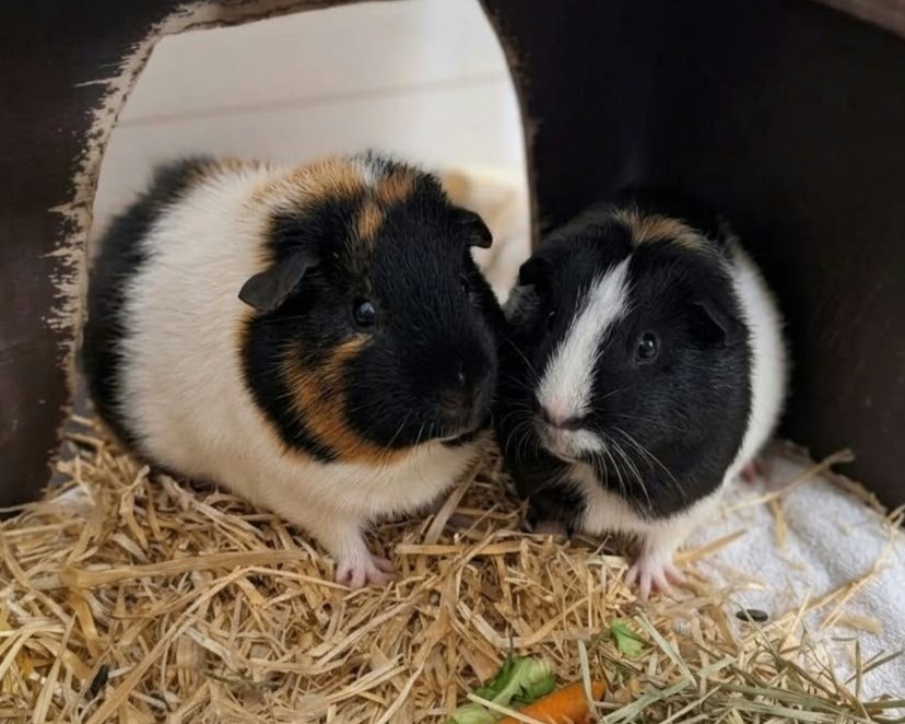 Vektor und Lumen Vektor und Lumen, zwei Meerschweinchen im Gehege