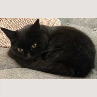 Popkorn, schwarze Katze Popkorn